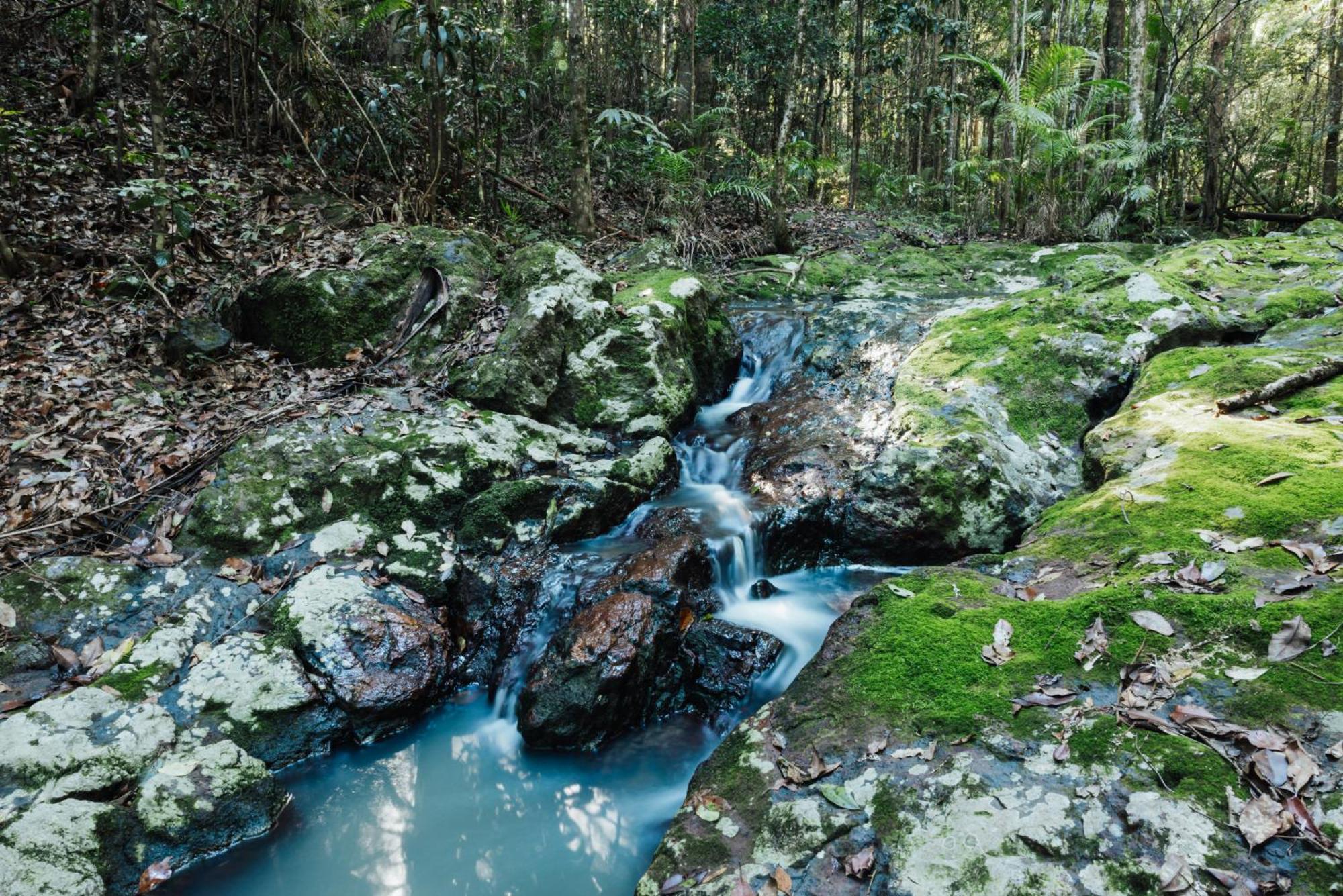 Narrows Escape Rainforest Retreat Монтвил Екстериор снимка